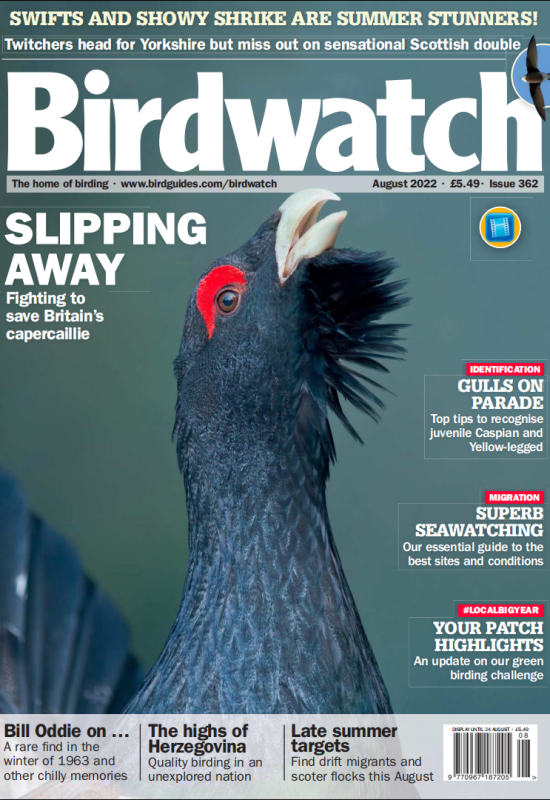 Birdwatch2022年8月刊高清无水印PDF