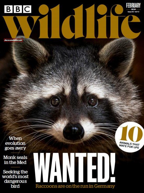 BBC Wildlife BBC野生动物2024年2月刊高清无水印PDF